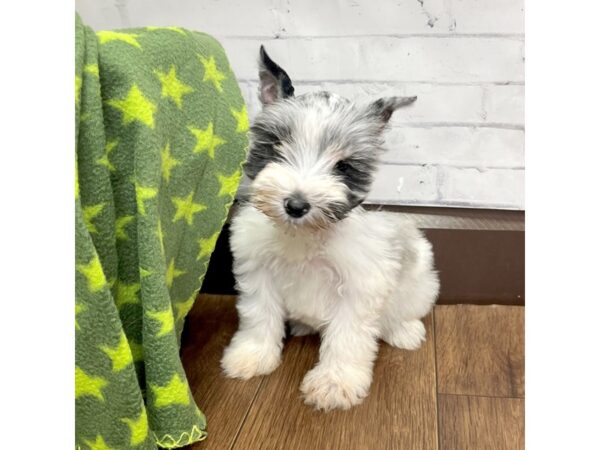 Miniature Schnauzer DOG Female Blue Merle 3106 Petland Florence, Kentucky