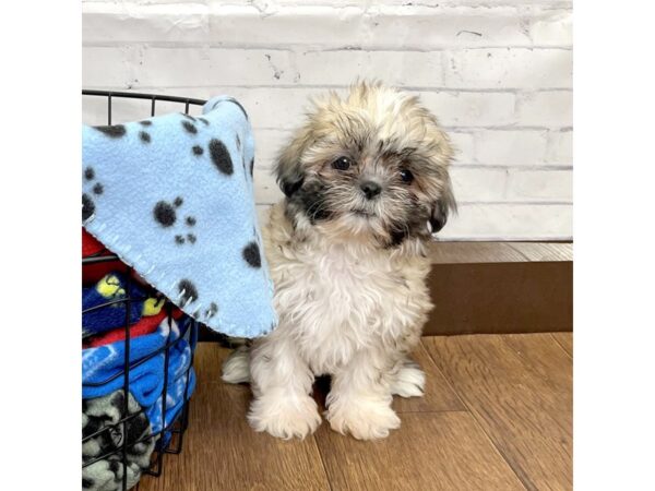 Shih Tzu-DOG-Female-Gold-3105-Petland Florence, Kentucky