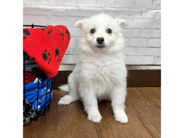 American Eskimo Dog-DOG-Male-White-3104-Petland Florence, Kentucky