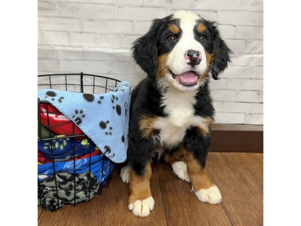 Bernese Mountain Dog DOG Female Tri Colored 3102 Petland Florence, Kentucky