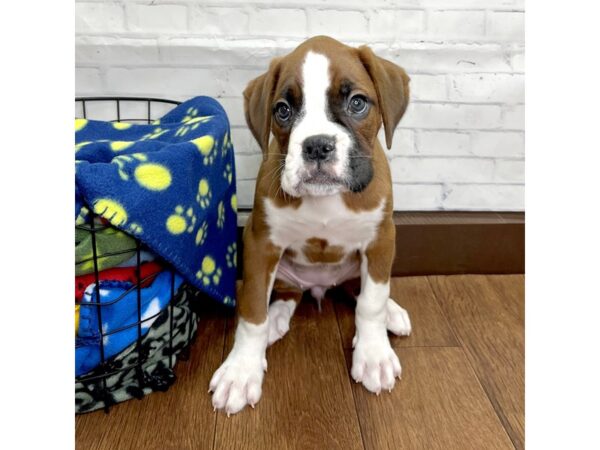 Boxer DOG Female Fawn 3100 Petland Florence, Kentucky