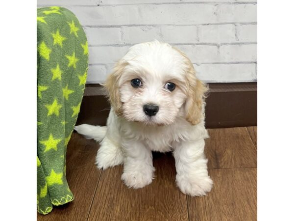 Cavachon DOG Male Red / White 3099 Petland Florence, Kentucky