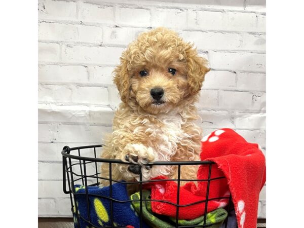 Bichapoo-DOG-Male-Apricot-3097-Petland Florence, Kentucky