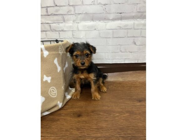 Yorkshire Terrier DOG Male Black / Tan 3117 Petland Florence, Kentucky