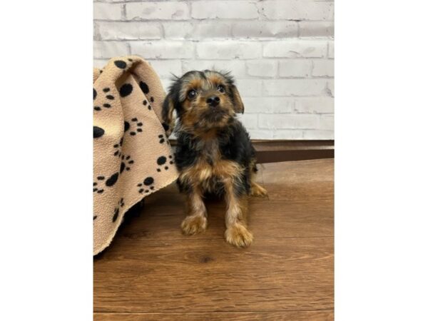 Yorkshire Terrier DOG Male Black / Tan 3118 Petland Florence, Kentucky