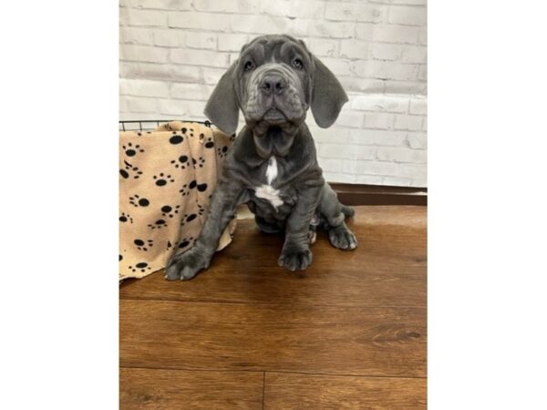 Neapolitan Mastiff DOG Female Blue 3119 Petland Florence, Kentucky