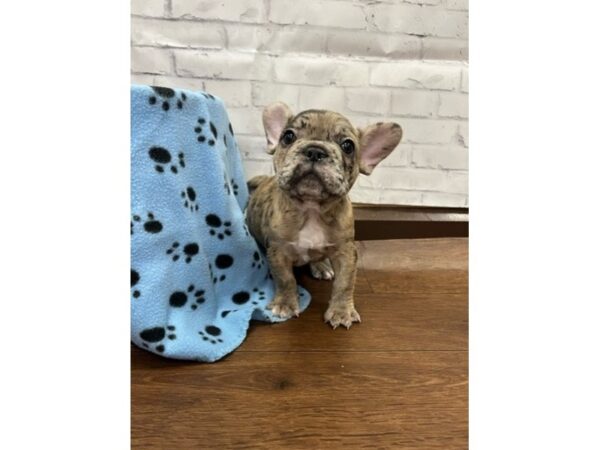French Bulldog-DOG-Male-Fawn Merle-3107-Petland Florence, Kentucky