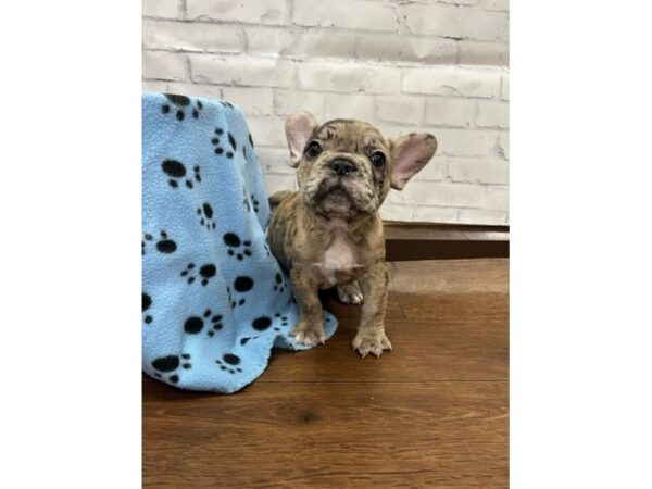 French Bulldog DOG Male Fawn Merle 3107 Petland Florence, Kentucky