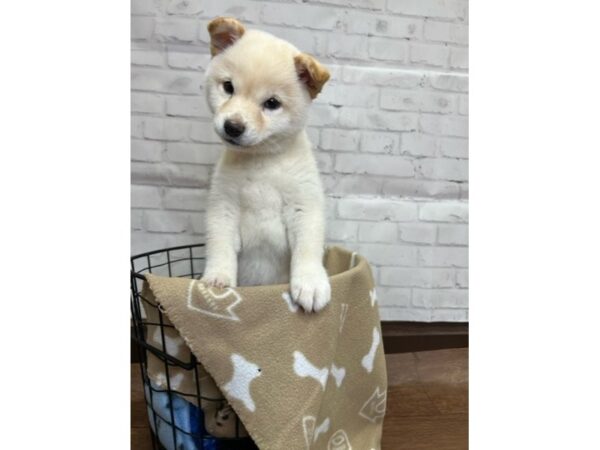 Shiba Inu-DOG-Female-Cream-3108-Petland Florence, Kentucky