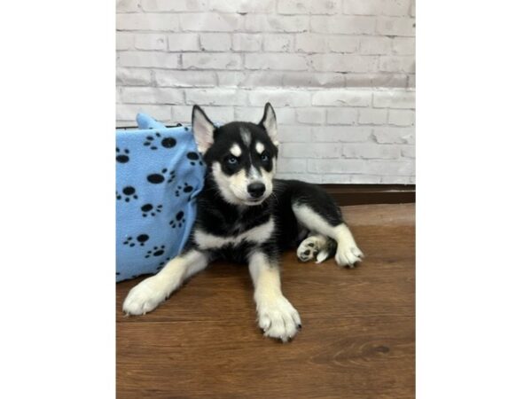 Siberian Husky DOG Male Black / White 3110 Petland Florence, Kentucky