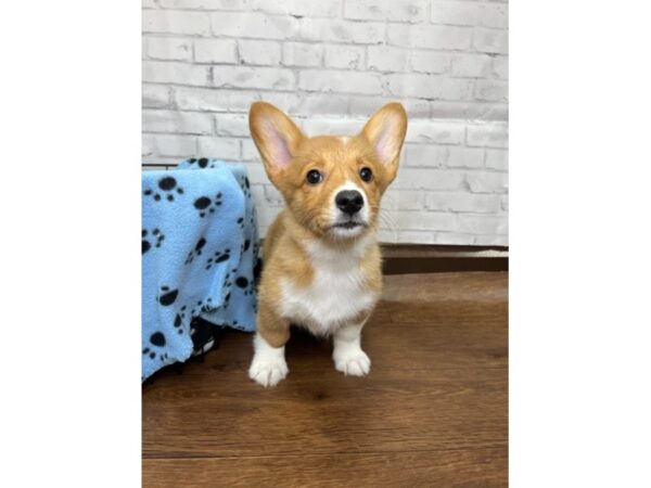 Pembroke Welsh Corgi DOG Female Red / White 3111 Petland Florence, Kentucky