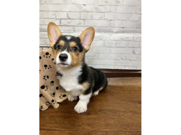 Pembroke Welsh Corgi DOG Male Black White / Tan 3112 Petland Florence, Kentucky