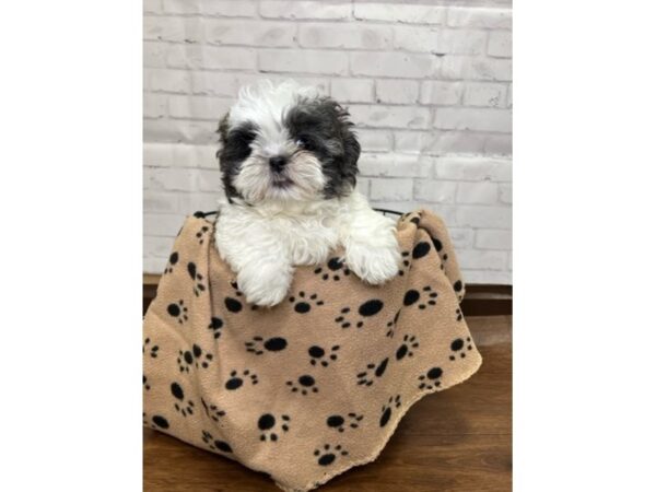 Shih Tzu-DOG-Female-Brindle / White-3113-Petland Florence, Kentucky