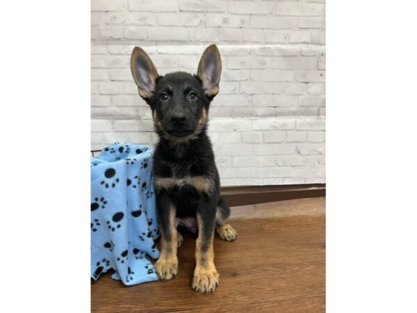 German Shepherd Dog DOG Female Black / Tan 3114 Petland Florence, Kentucky