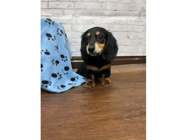 Dachshund DOG Male Black / Tan 3115 Petland Florence, Kentucky