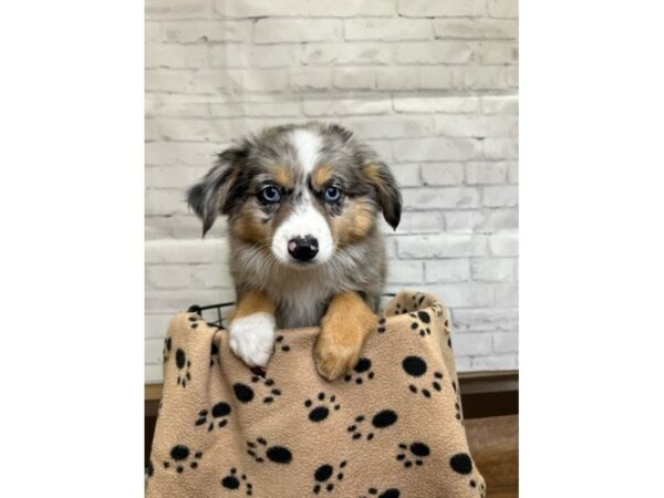 Miniature Australian Shepherd DOG Female Red Merle 3116 Petland Florence, Kentucky