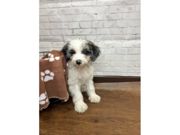 Mini Sheepadoodle-DOG-Male-White and Merle-3121-Petland Florence, Kentucky