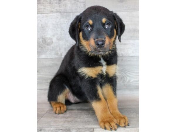 Rottweiler DOG Female Black / Mahogany 3128 Petland Florence, Kentucky