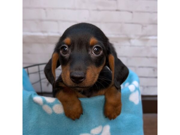 Dachshund DOG Male Black & Tan 3124 Petland Florence, Kentucky