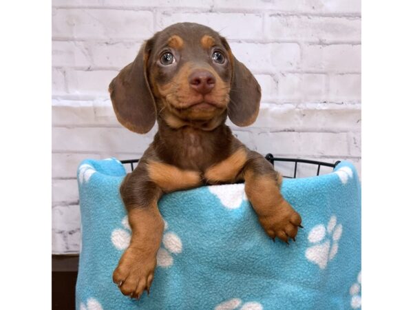 Dachshund DOG Male Chocolate and Tan 3125 Petland Florence, Kentucky