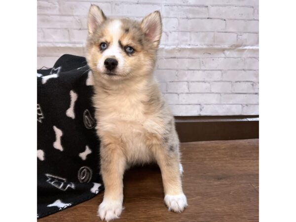 Pomsky DOG Male Tan and White 3126 Petland Florence, Kentucky