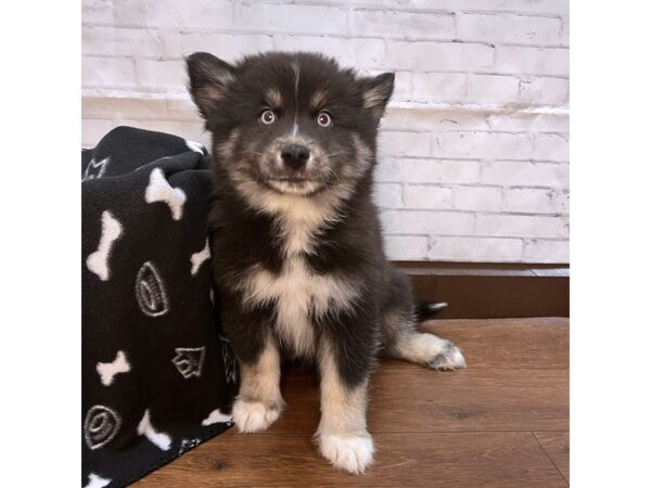 Pomsky DOG Male Black & White 3127 Petland Florence, Kentucky