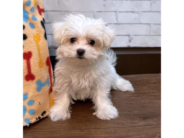 Maltese DOG Female White 3129 Petland Florence, Kentucky