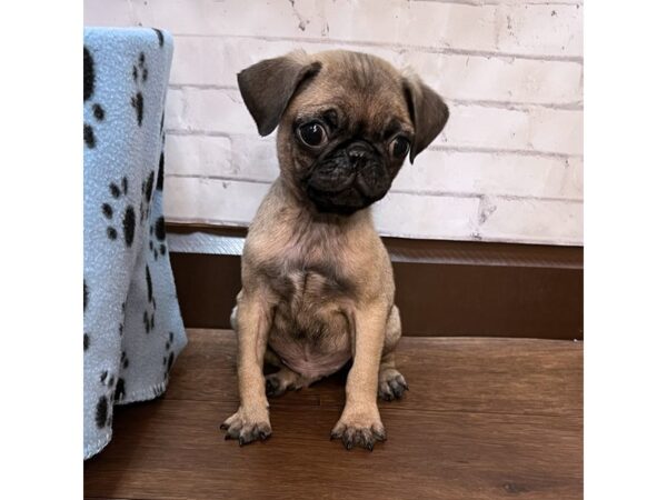 Pug-DOG-Male-Fawn-3130-Petland Florence, Kentucky