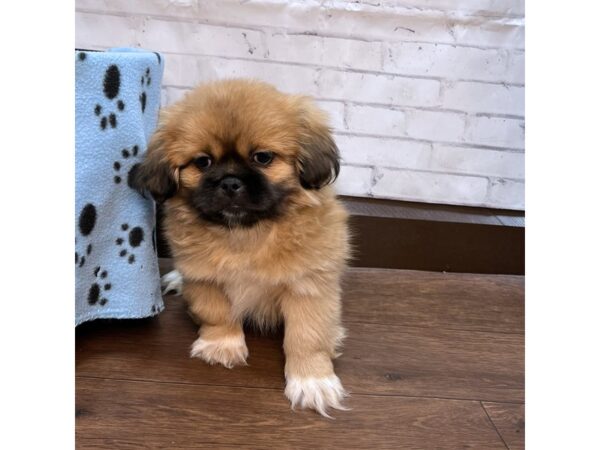 Pekingese DOG Male Red Sable 3132 Petland Florence, Kentucky