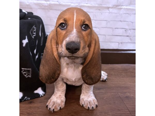 Basset Hound DOG Male Black Tan / White 3134 Petland Florence, Kentucky