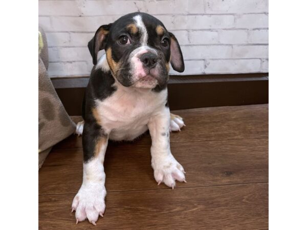 Victorian Bulldog DOG Male Black Tan / White 3135 Petland Florence, Kentucky