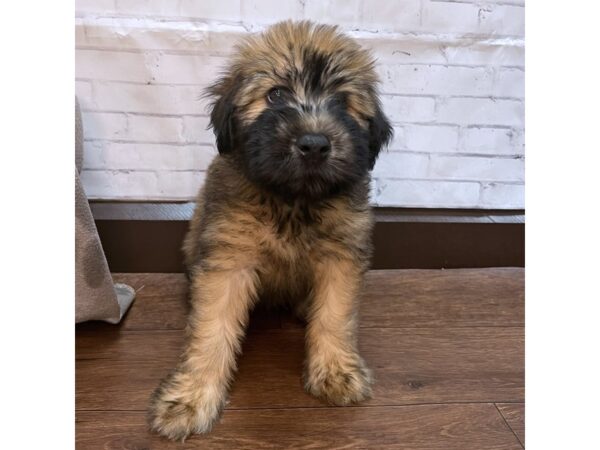 Soft Coated Wheaten Terrier DOG Male Wheaten 3136 Petland Florence, Kentucky