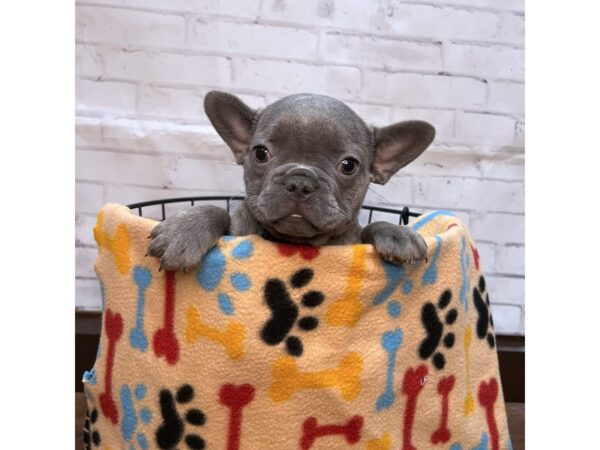 French Bulldog DOG Female Lilac 3139 Petland Florence, Kentucky