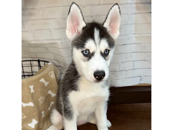 Siberian Husky DOG Male Black / White 3140 Petland Florence, Kentucky