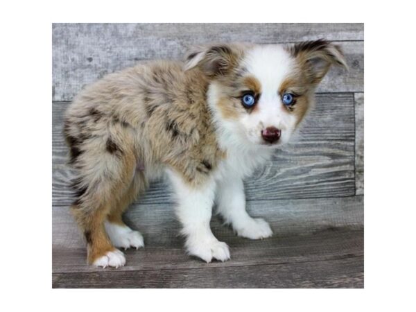 Miniature Australian Shepherd DOG Male Red Merle / White 3149 Petland Florence, Kentucky