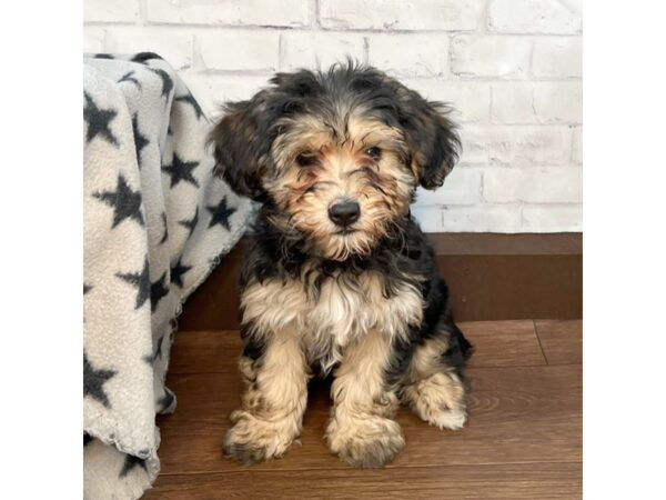 Yorkiepoo DOG Female Black and Tan 3151 Petland Florence, Kentucky