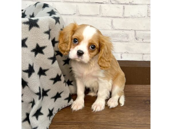 Cavalier King Charles Spaniel-DOG-Male-Blenheim-3150-Petland Florence, Kentucky