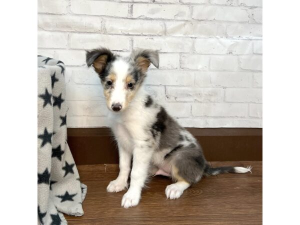 Shetland Sheepdog DOG Male Blue Merle 3148 Petland Florence, Kentucky