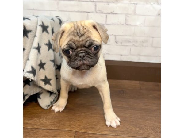 Pug-DOG-Male-Fawn-3147-Petland Florence, Kentucky