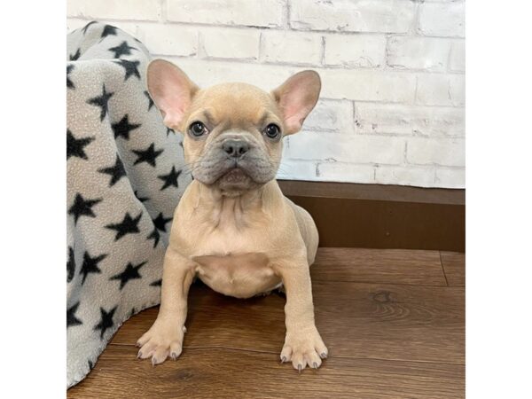 French Bulldog-DOG-Female-Blue Fawn-3146-Petland Florence, Kentucky