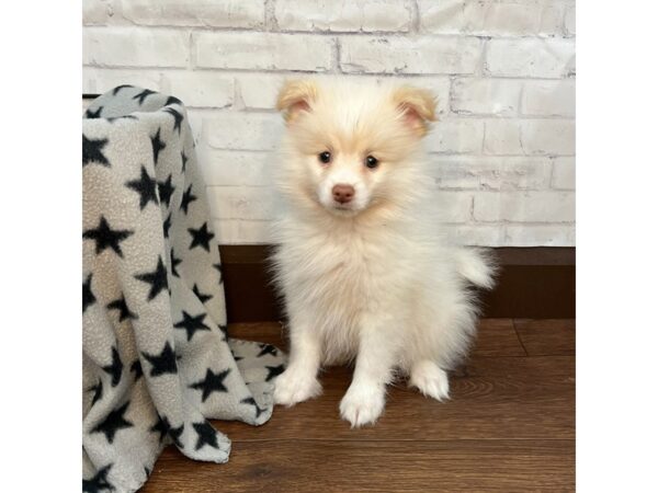 Pomeranian DOG Female Cream 3145 Petland Florence, Kentucky