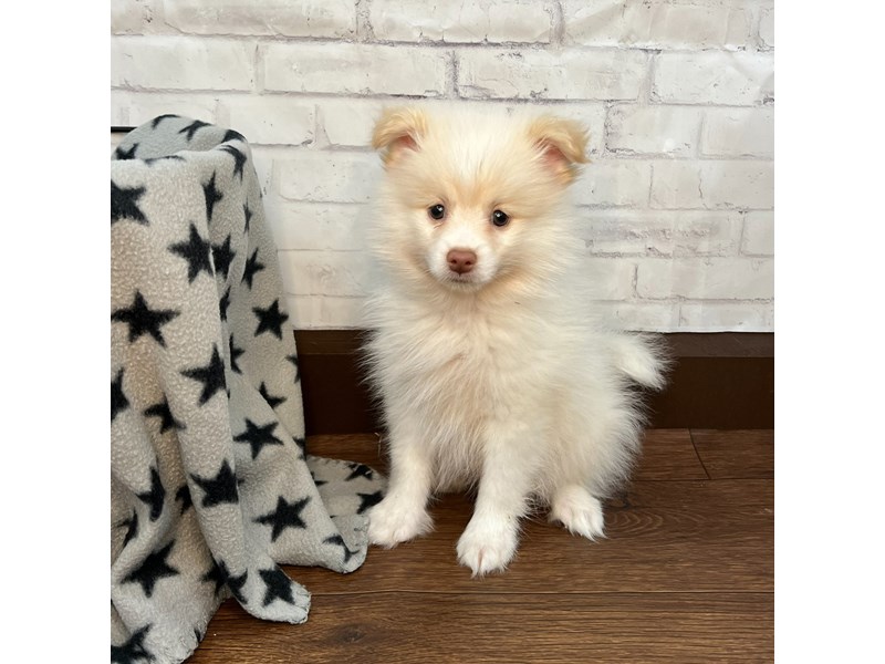 Pomeranian Puppy Cream ID:3145 Located at Petland Florence, Kentucky