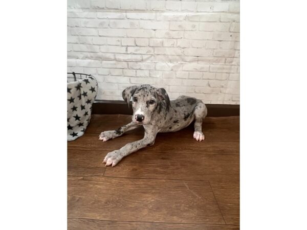 Great Dane DOG Male Mantle Merle 3144 Petland Florence, Kentucky