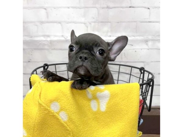 Frenchton-DOG-Female-Brindle-3161-Petland Florence, Kentucky