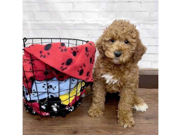 Moyen Poodle DOG Male Red 3160 Petland Florence, Kentucky