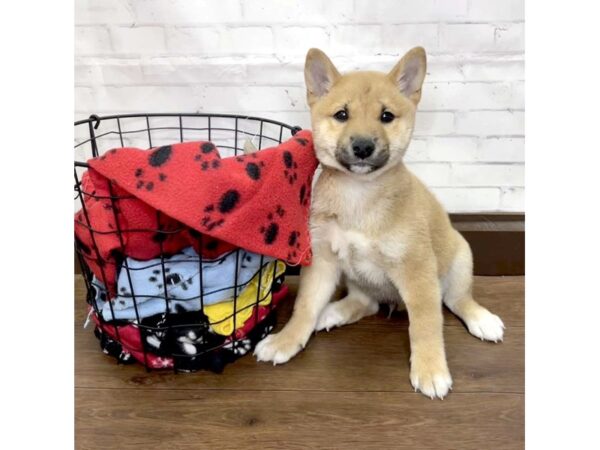 Shiba Inu DOG Male Red Sesame 3159 Petland Florence, Kentucky