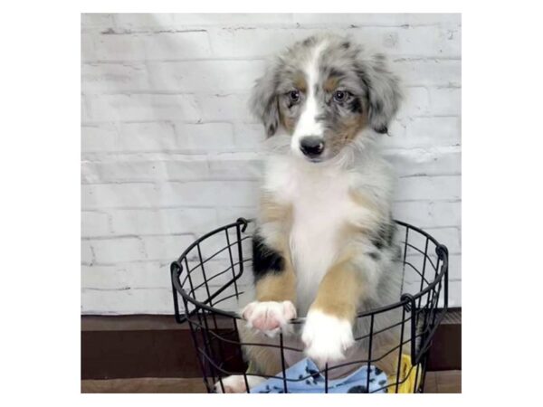 Australian Shepherd DOG Female Blue Merle 3158 Petland Florence, Kentucky