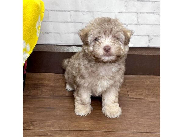 Havachon-DOG-Male-Chocolate-3155-Petland Florence, Kentucky