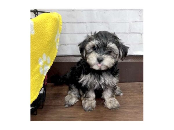 Morkie DOG Male Black / Tan 3154 Petland Florence, Kentucky