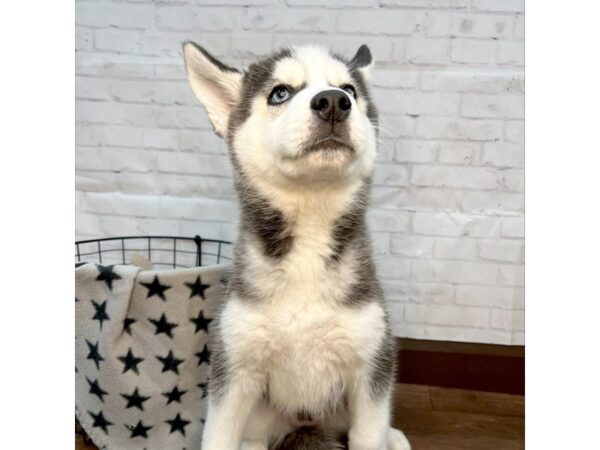 Siberian Husky DOG Female Black / White 3153 Petland Florence, Kentucky